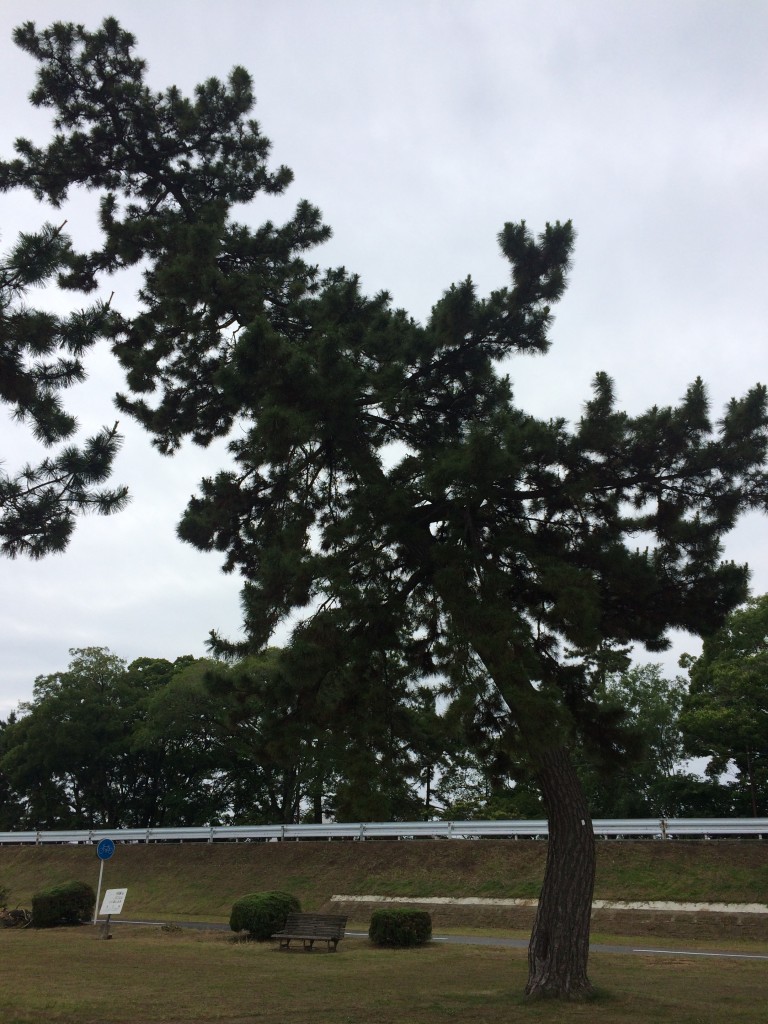 松の木1